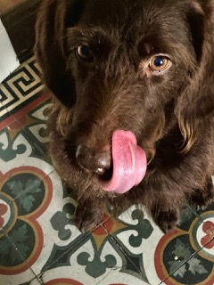 Leine, Liebe, Menschenchaos – Malu erzählt